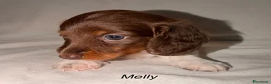 Miniature Dachshund 1