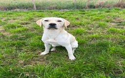 Labrador Retriever dogs for sale: Male Labrador - Image 1