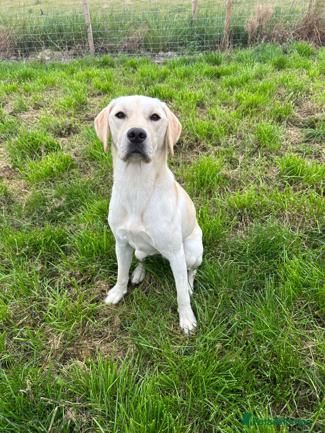 Labrador Retriever dogs for sale: Male Labrador - Image 1