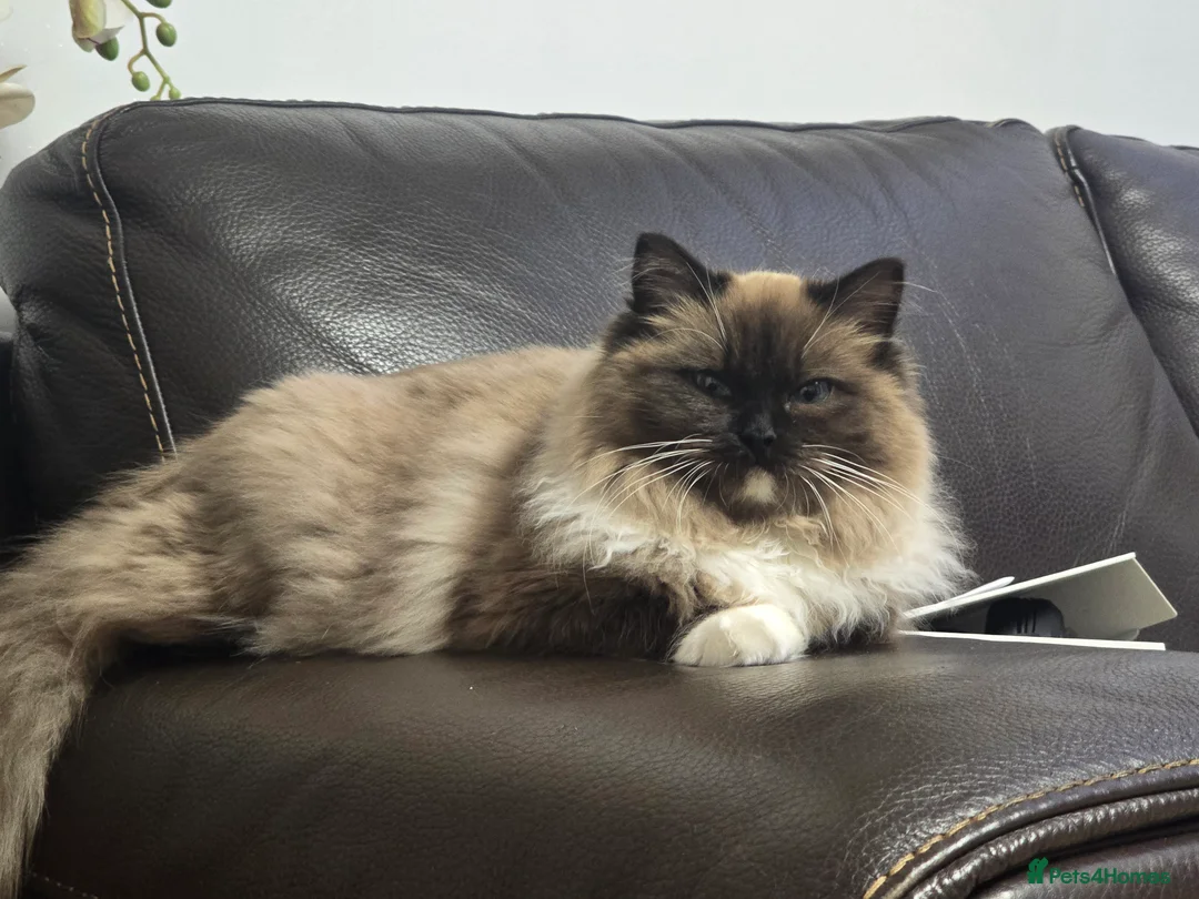 Ragdoll cats for sale: Registered Tica Pedigree Ragdoll Girl - Advert 2