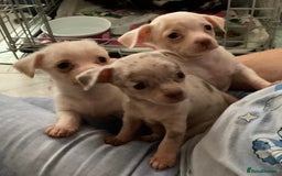 Chihuahua dogs for sale: Absolutely stunning chihuahua puppies  - Image 7