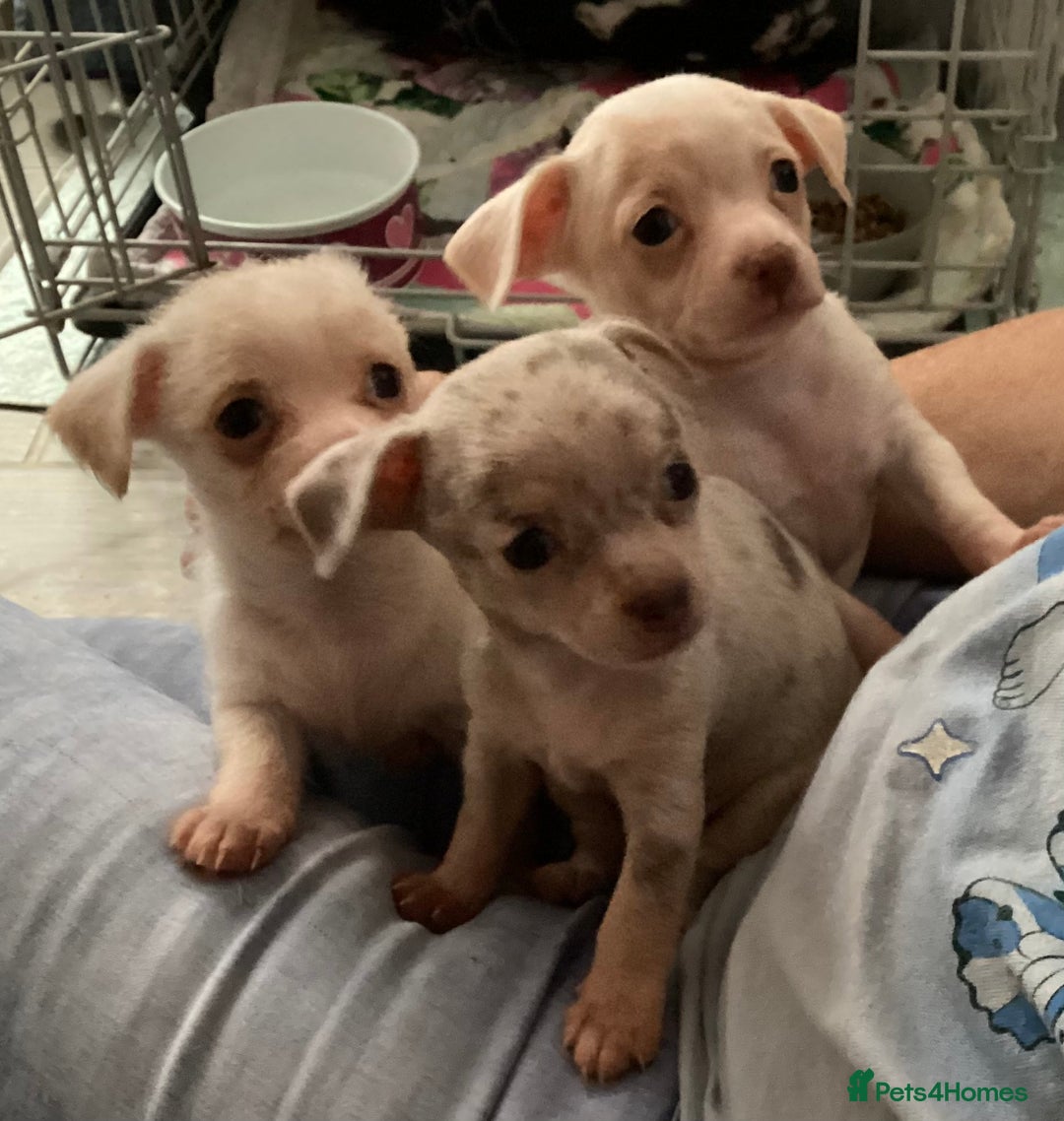 Chihuahua dogs for sale: Absolutely stunning chihuahua puppies  - Image 7