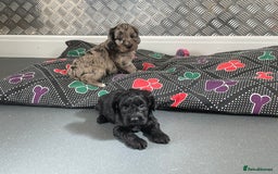 Cockapoo dogs for sale: F1 Cockapoos for sale  - Image 28