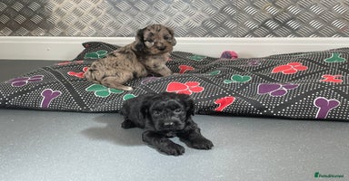 Cockapoo dogs - Advert 4