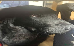 Mixed Breed dogs for sale: 2 6 month old pups for sale  - Image 4