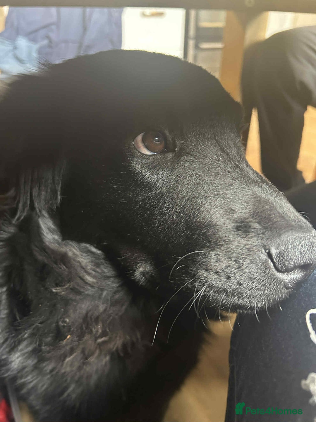 Mixed Breed dogs for sale: 2 6 month old pups for sale  - Image 4