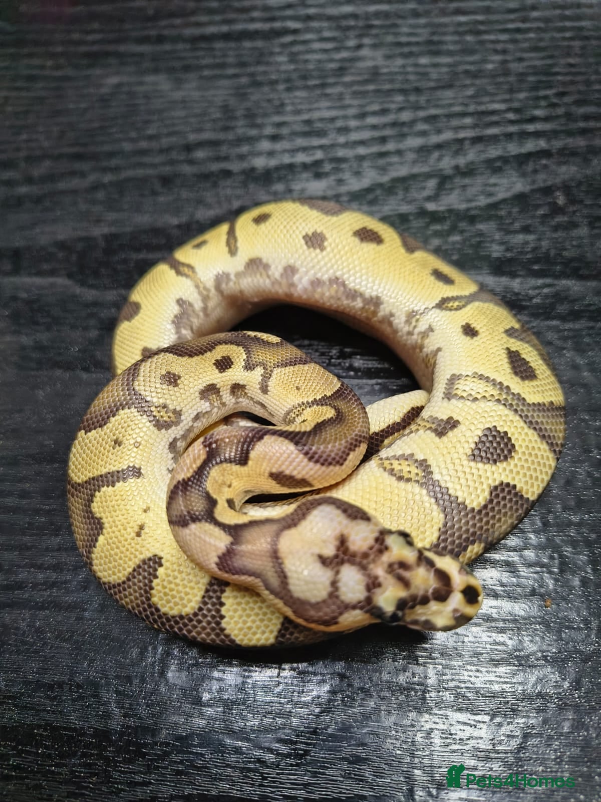 Python Snake reptiles Fire Clown 100% Het Piebald - Advert 1