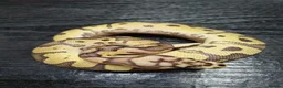 Python Snake reptiles for sale: Fire Clown 100% Het Piebald - Advert 1