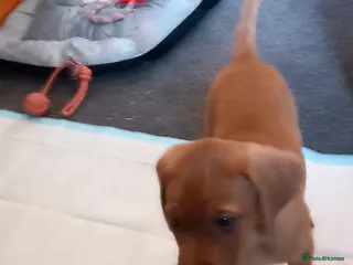 Labrador Retriever dogs KC REG FOX RED LABRADOR PUPPIES - Advert 18