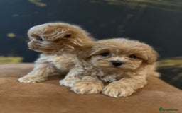 Maltipoo dogs for sale: Gourgeous toy maltipoo puppies❤️ - Image 4