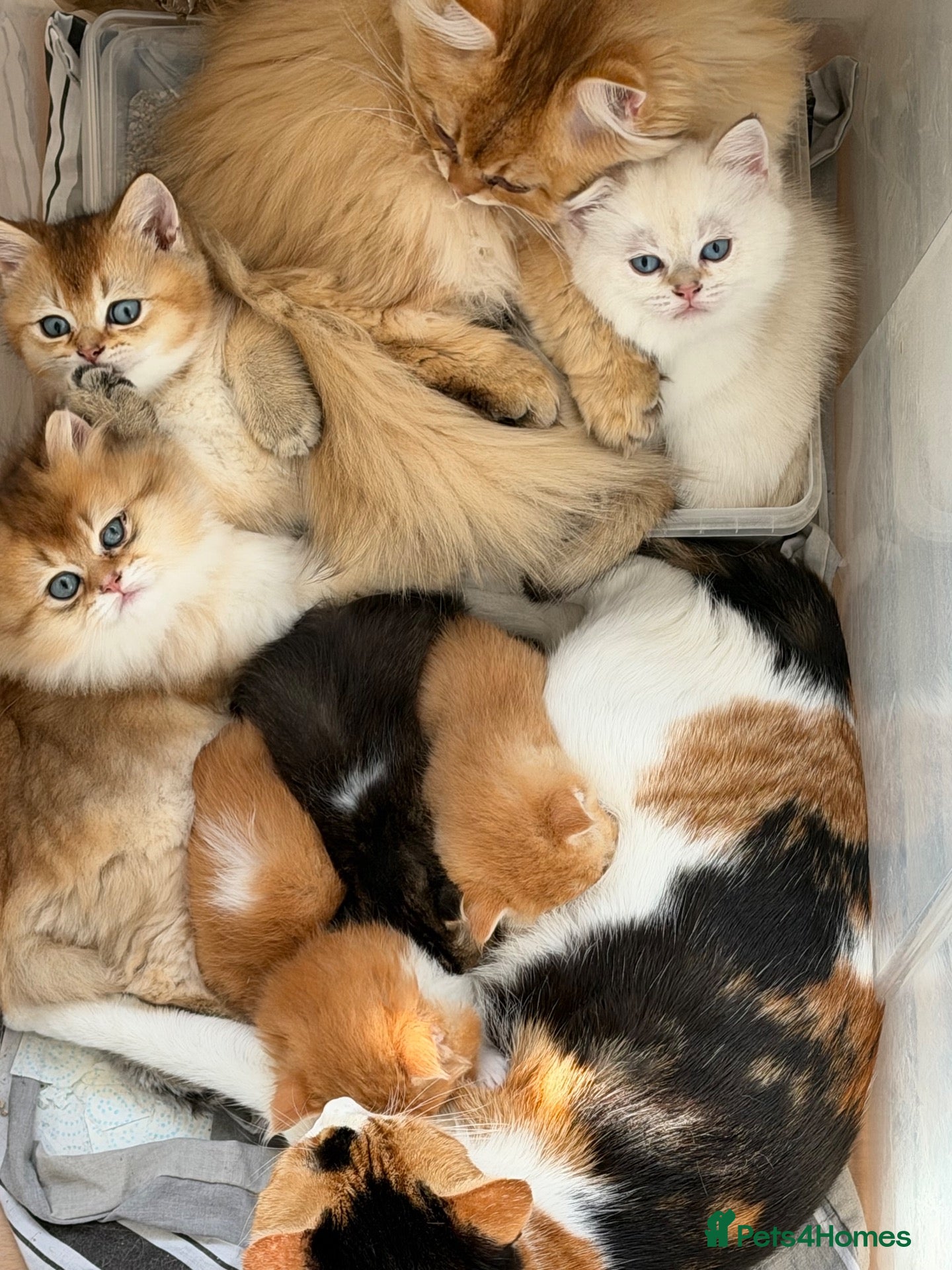 British Longhair cats for sale:  NY12 GOLDENSHADED White colour point  - Advert 13