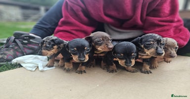 Miniature Dachshund dogs - Advert 1