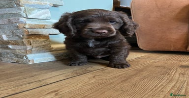 Cocker Spaniel dogs - Advert 3