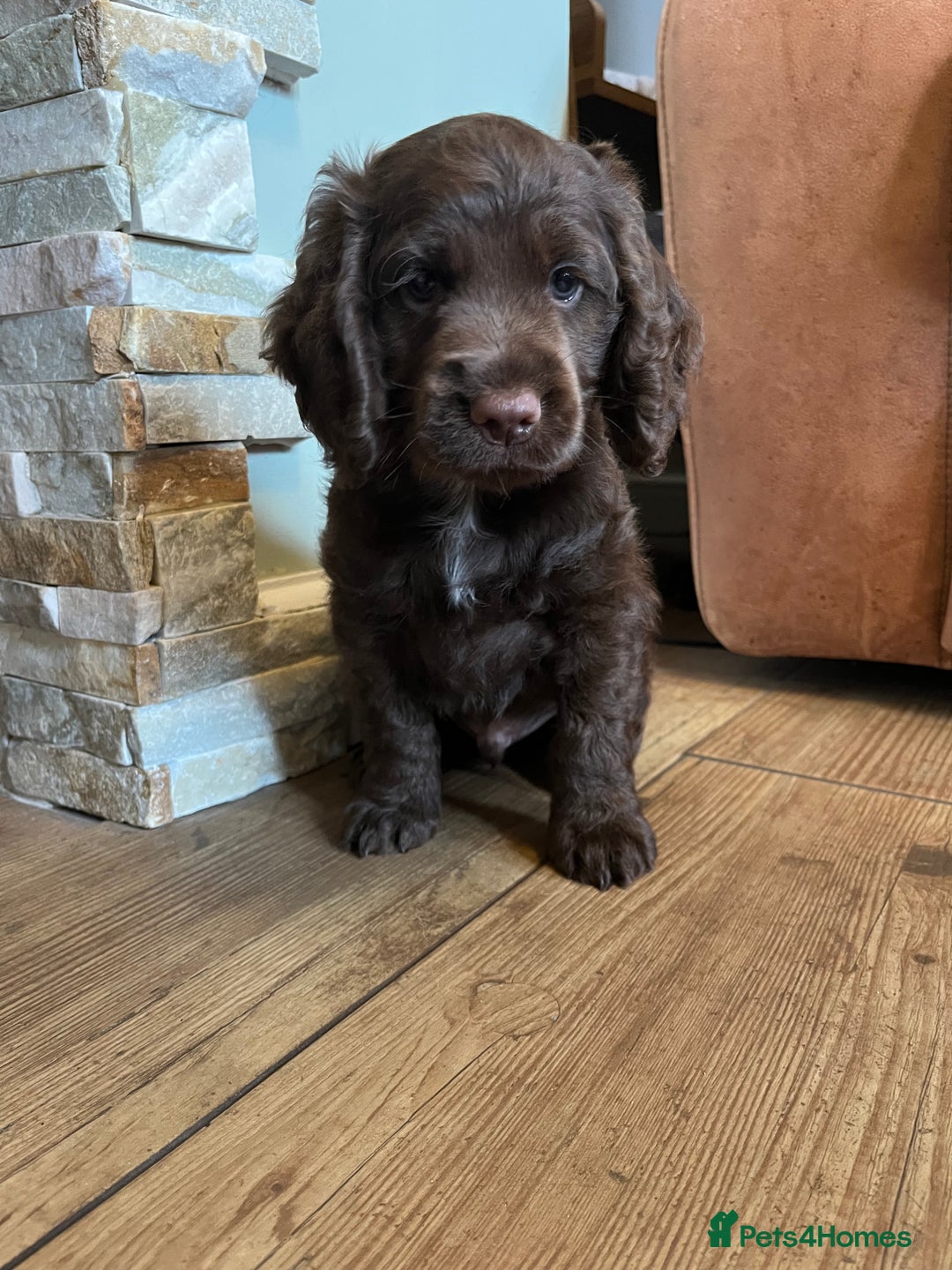 Cocker Spaniel dogs for sale: Cocker spaniel  - Image 3