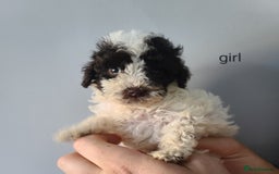 Cockapoo dogs for sale: SUPER PLUSH COATS. F1b Cockapoos. Health Tested - Image 17