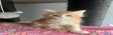 Maine Coon Kitten 4- green