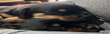 Rottweiler 9