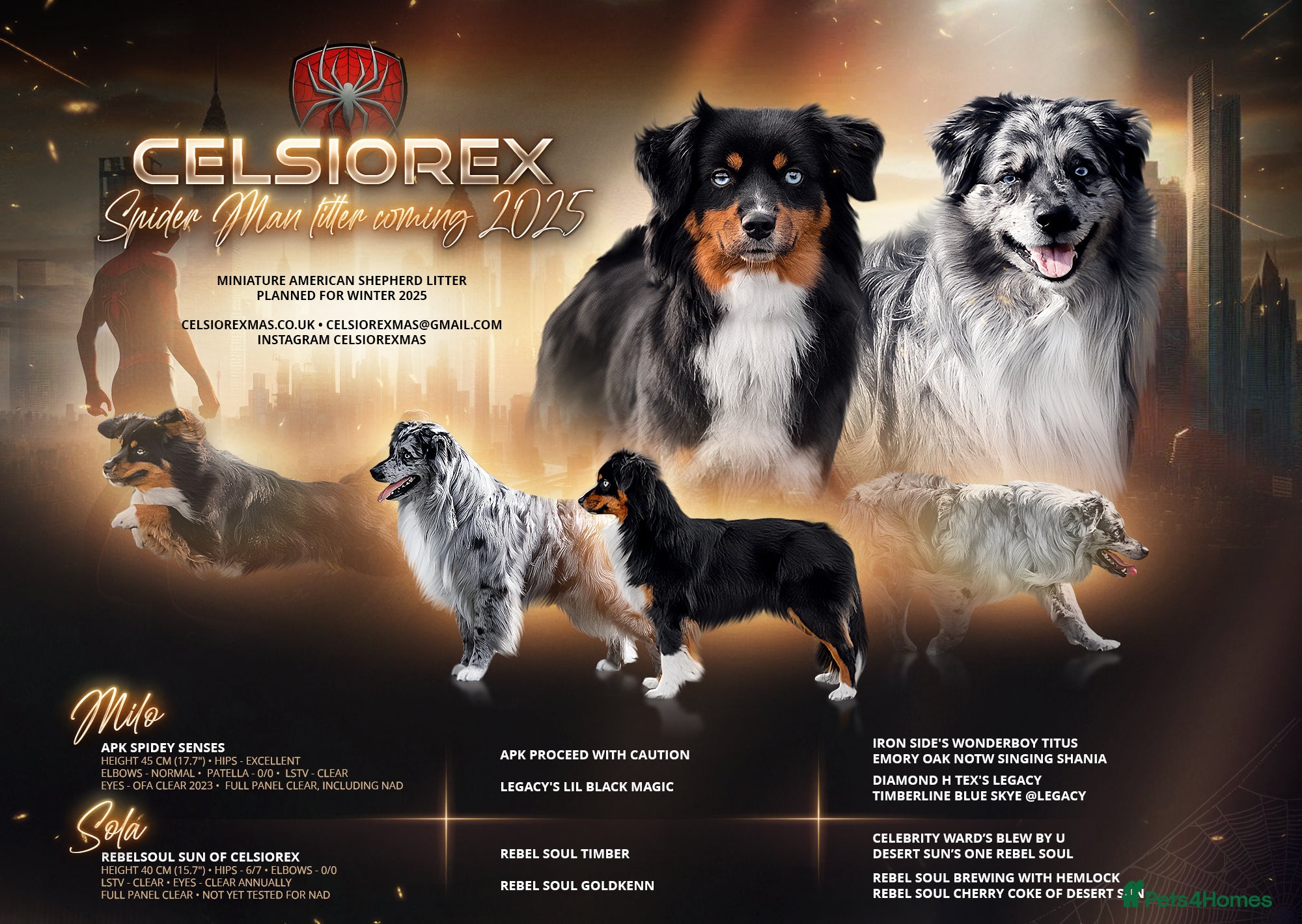 Australian Shepherd dogs MAS litter planned early 2026. in Stafford - Advert 1