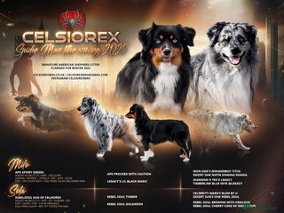 Australian Shepherd dogs MAS litter planned early 2026. in Stafford - Advert 1
