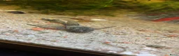 Plecos fish for sale: 2 MALE Breeding age Longfin Bristlenose - Advert 3
