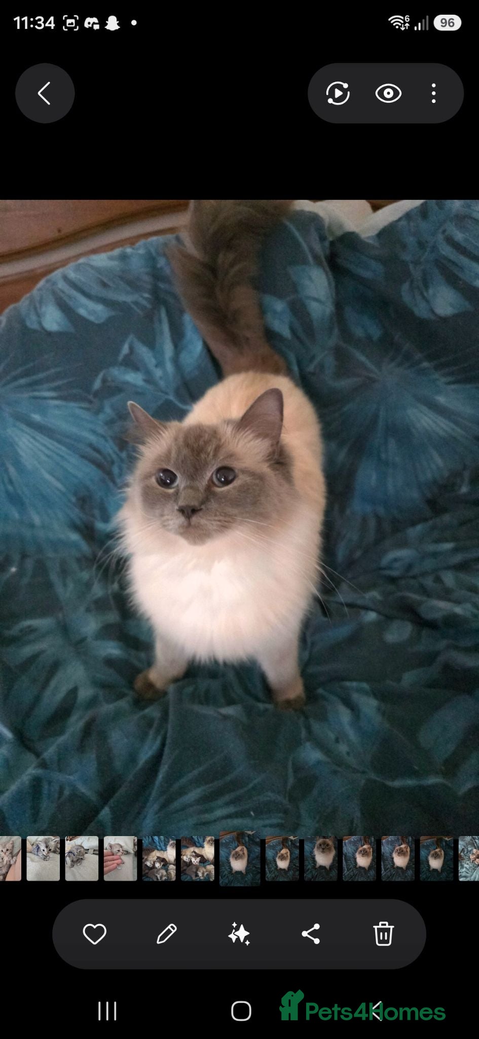 Mixed Breed cats Ragdoll cross maincoon  - Advert 2