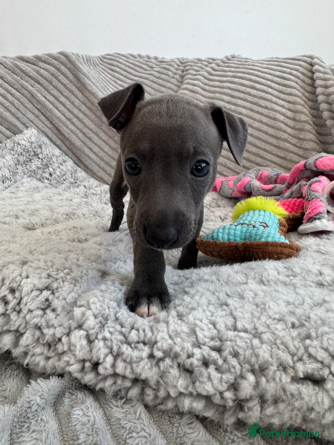 Italian Greyhound dogs for sale: KC registered blue Italian greyhounds for sale - Advert 4