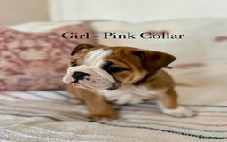 English Bulldog dogs for sale: READY NOW! vaccinated microchipped KC Bulldog pups in Rochford - Image 15