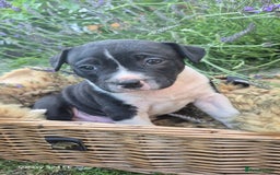 Mixed Breed dogs for sale: puppys staff × american bully  in King's Lynn - Image 1
