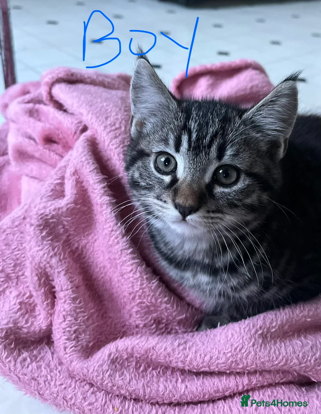 Mixed Breed cats for sale: 4 x Beautiful Playful Kittens Ready NOW - Advert 8