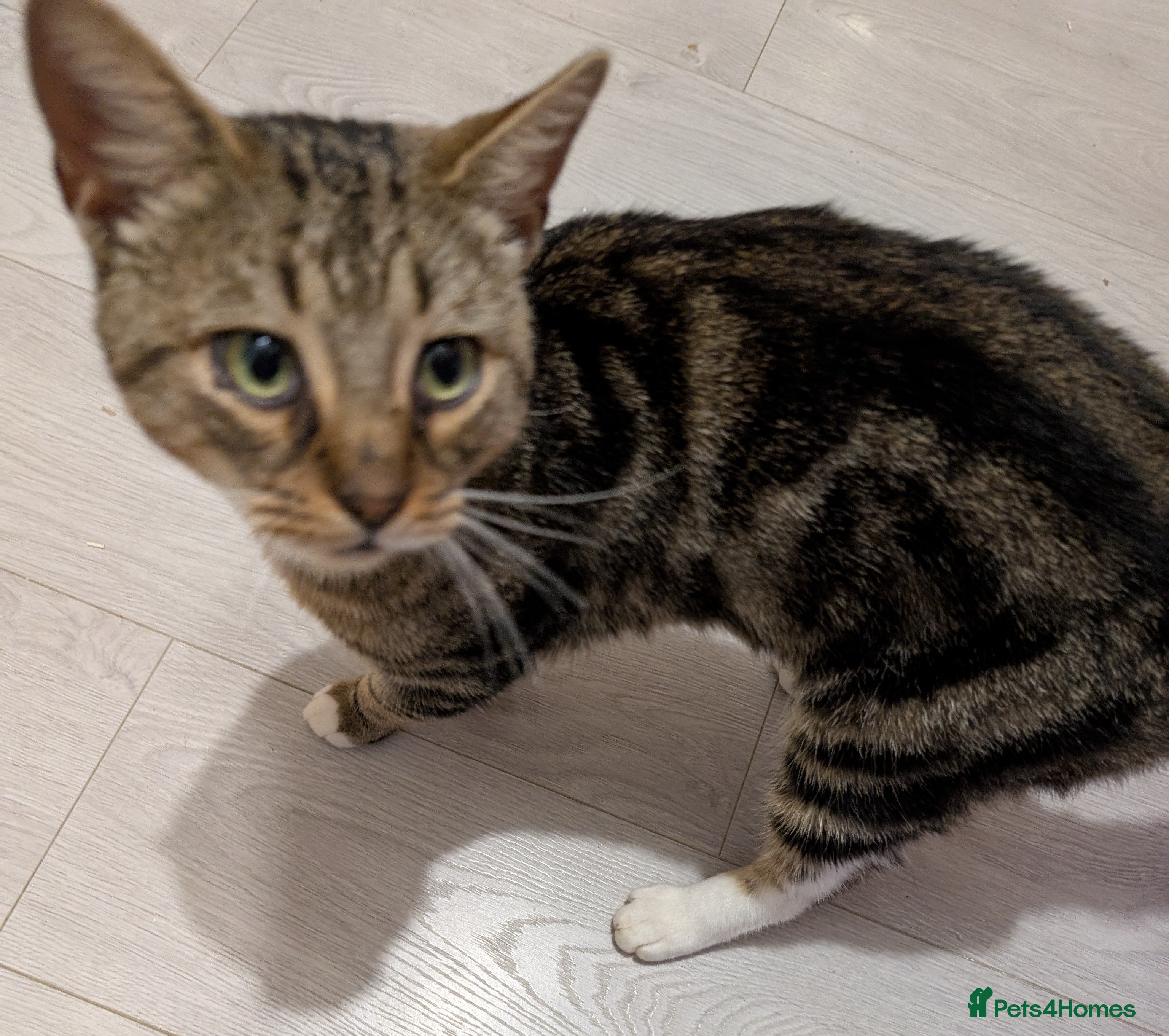 Mixed Breed cats Male cat for rehoming  - Advert 5