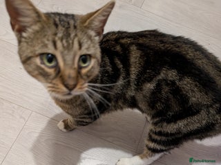 Mixed Breed cats for sale - Advert 1