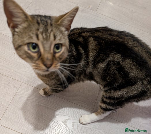 Mixed Breed cats - Advert 6