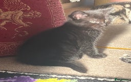 British Shorthair cats for sale: Three full tabby kittens and one black kitten - Image 7