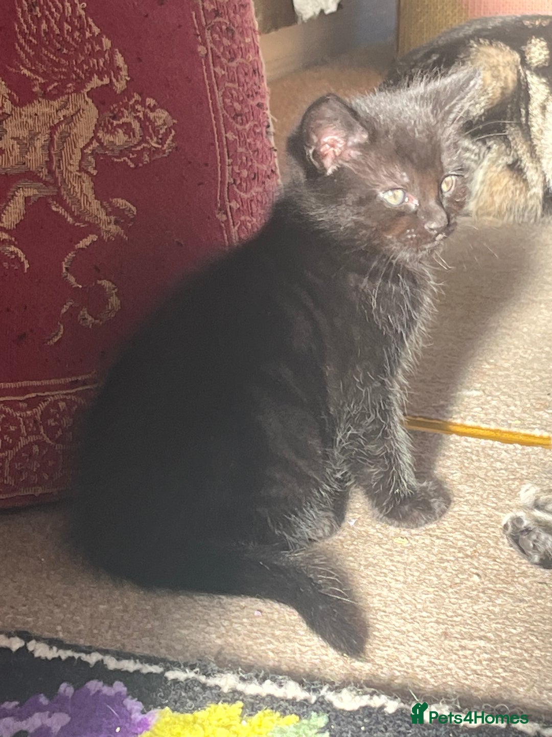 British Shorthair cats for sale: Three full tabby kittens and one black kitten - Image 7