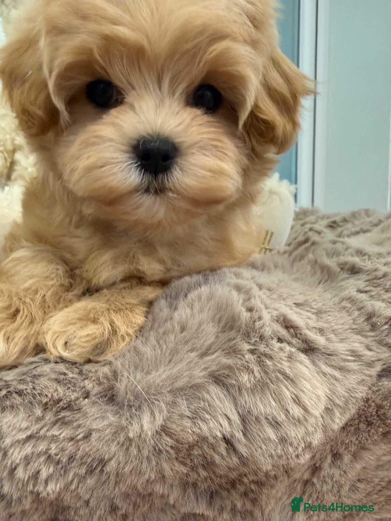Maltipoo dogs for sale: 7 beautiful girls. F1. DNA clear & health tested.  - Advert 6
