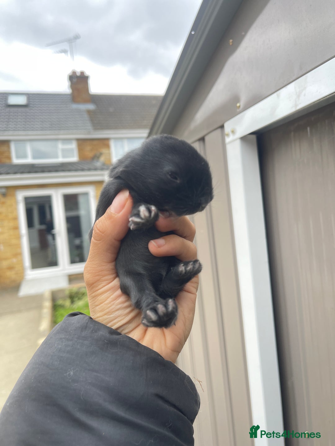 Mini Lion Lop rabbits for sale: Mini lop lion heads  - Image 1