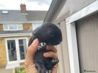 Mini Lion Lop rabbits - Advert 6
