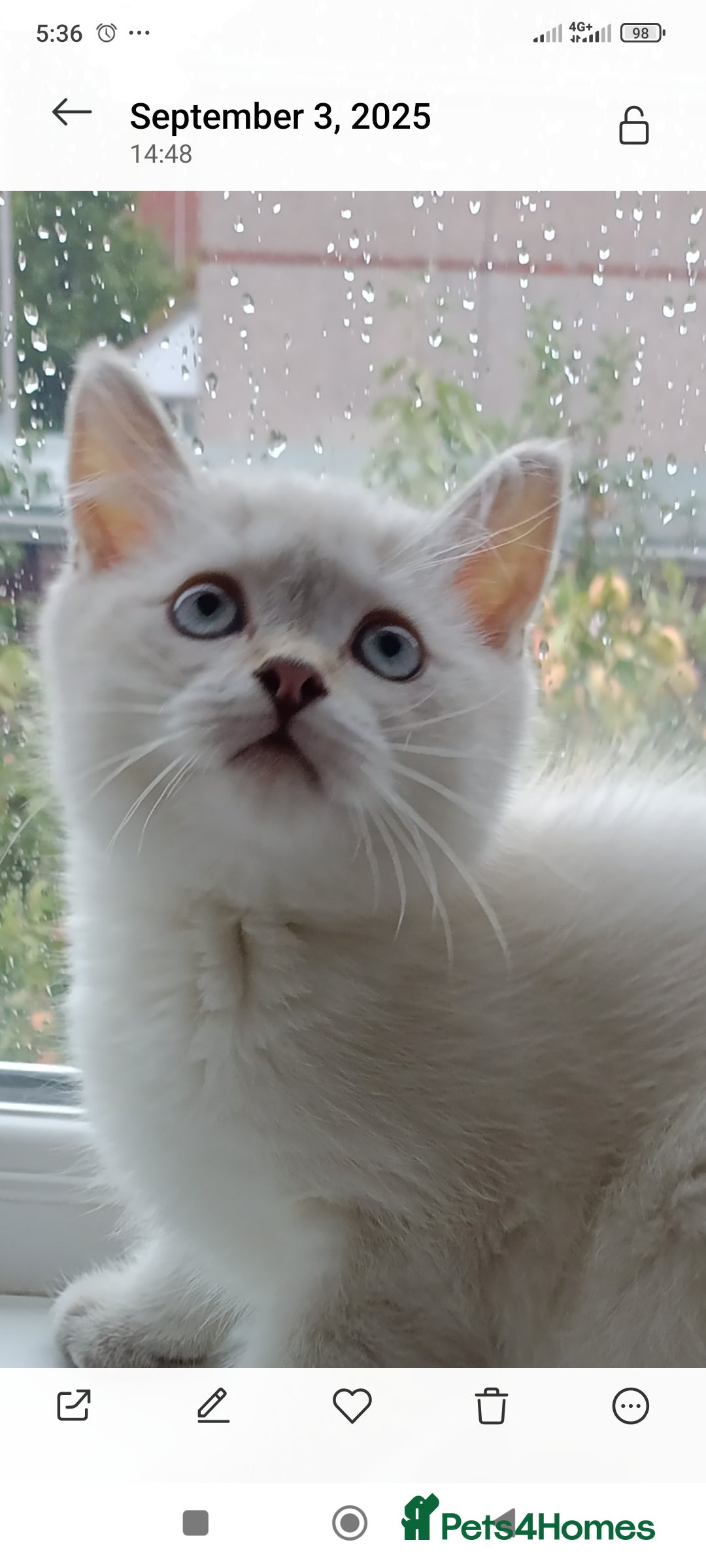 British Shorthair cats for sale: Scottish Fold and Straight kittens  - Image 35