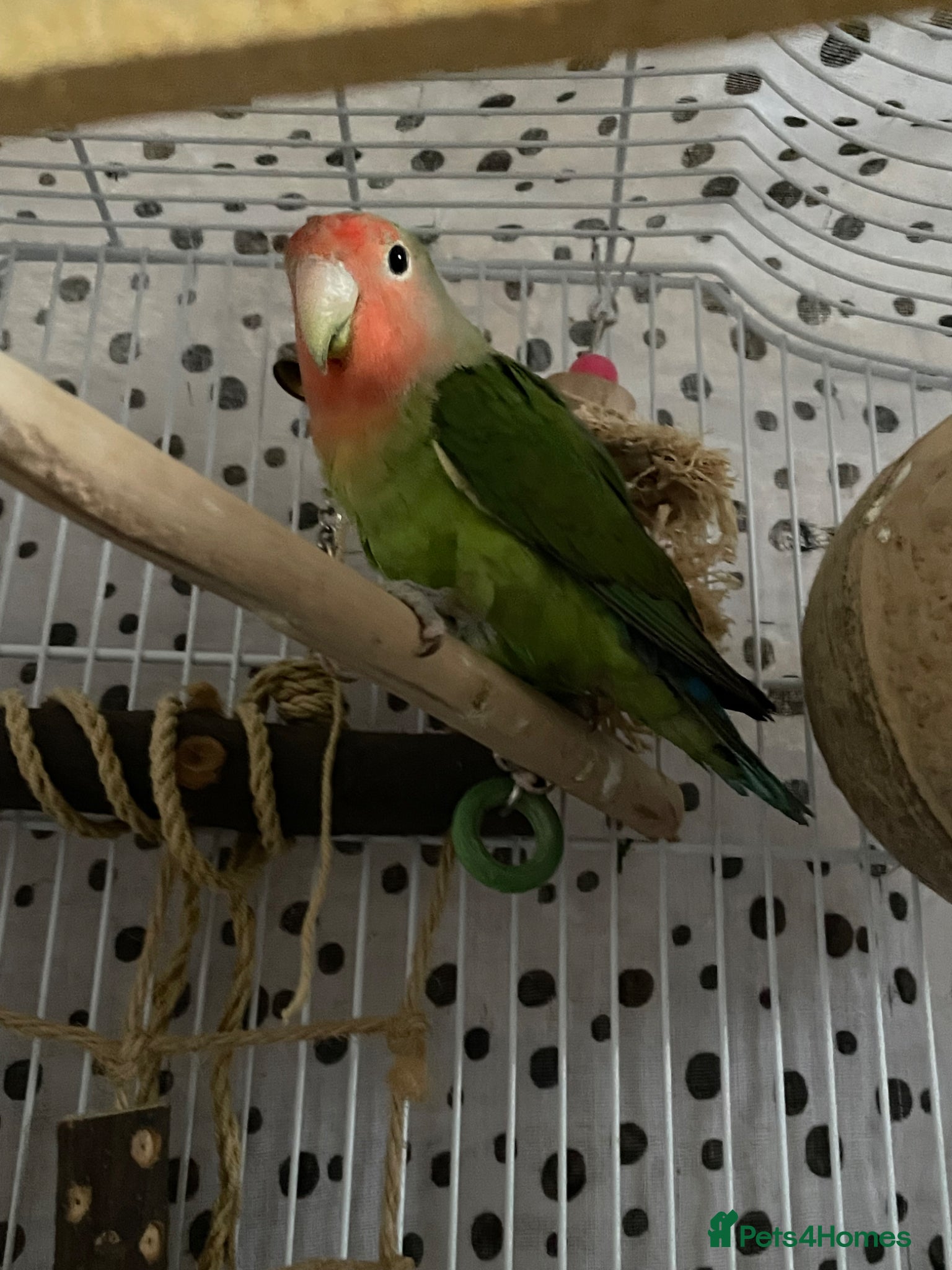 Lovebirds birds Beautiful baby lovebird female  - Advert 8