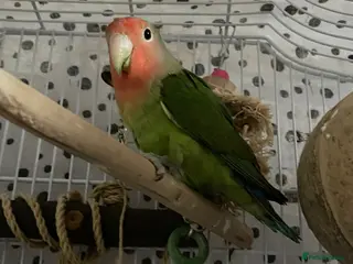 Lovebirds birds Beautiful baby lovebird female - Advert 8