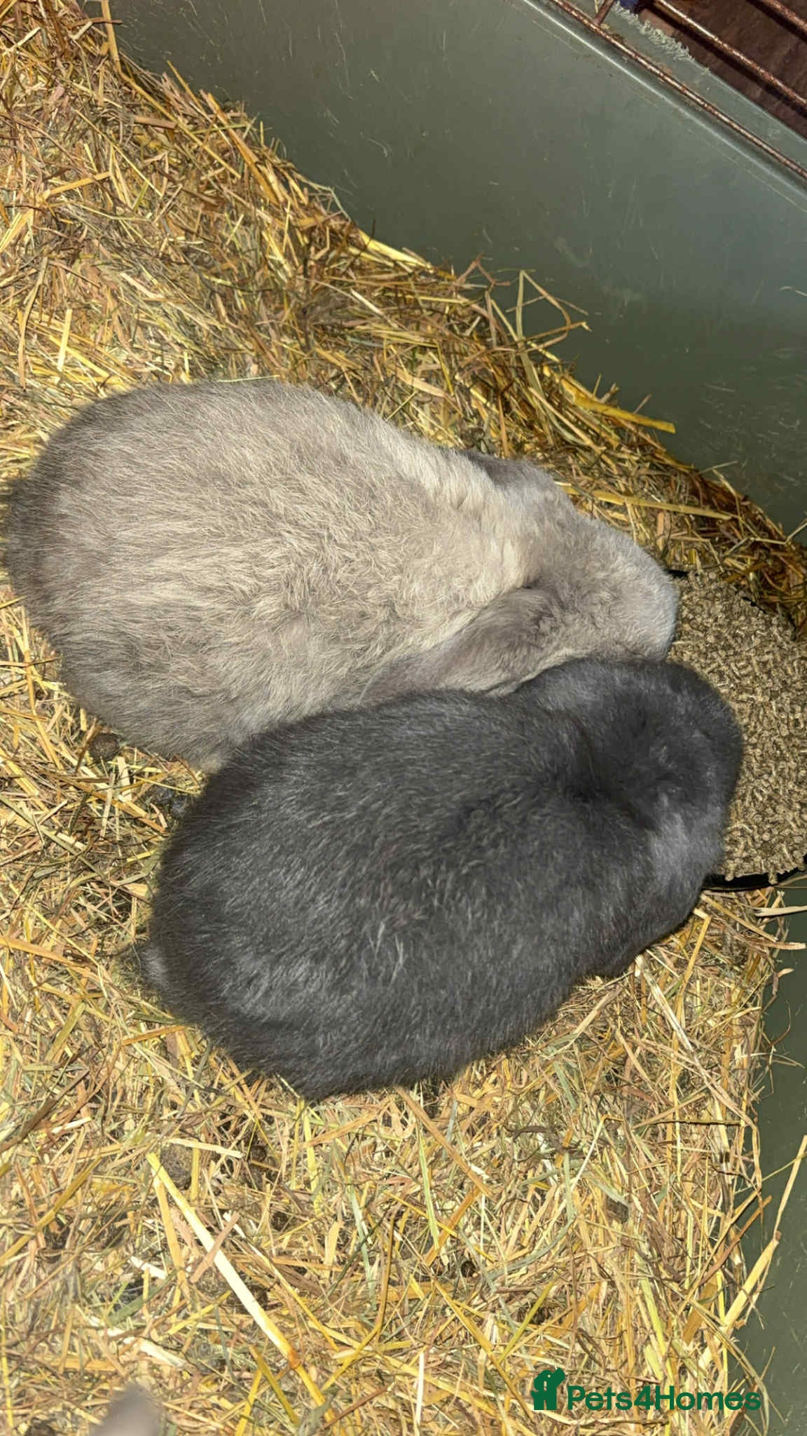 Mini Lop rabbits 3 left Baby mini lop rabbits  - Advert 14