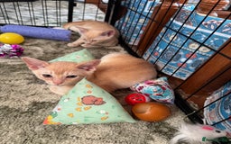 Burmese cats for sale: A fantastic litter of 7 Burmese babies  - Image 3