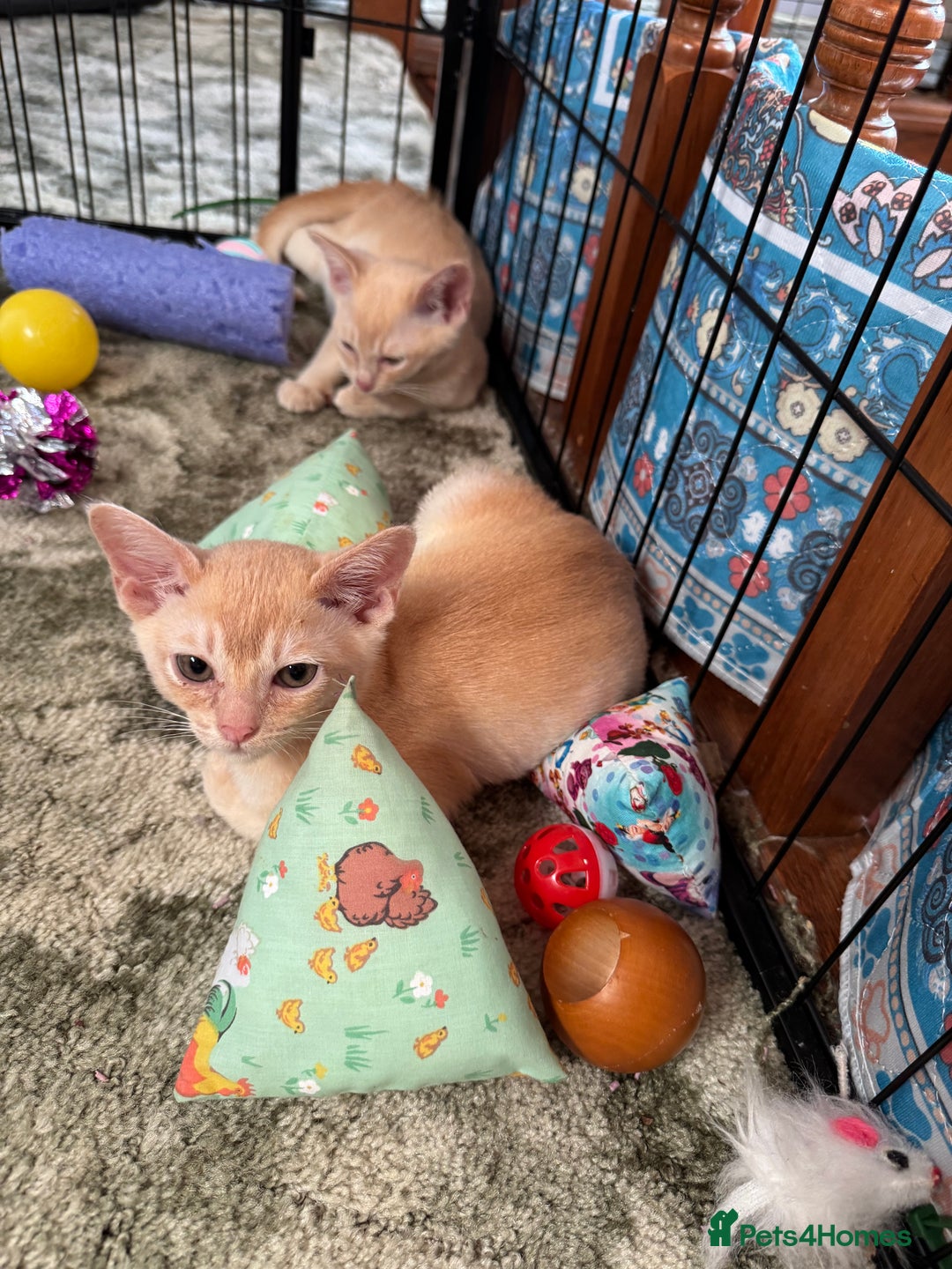 Burmese cats for sale: A fantastic litter of 7 Burmese babies  - Image 3