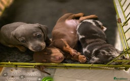 Miniature Dachshund dogs for sale: Amazing miniture dachshund puppies  - Image 13