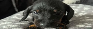 Dachshund 1