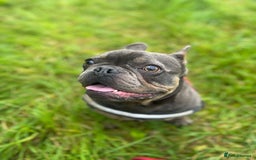 French Bulldog dogs for sale: 🐶🐾 Stanley 🐾🐶 the best companion  - Image 5