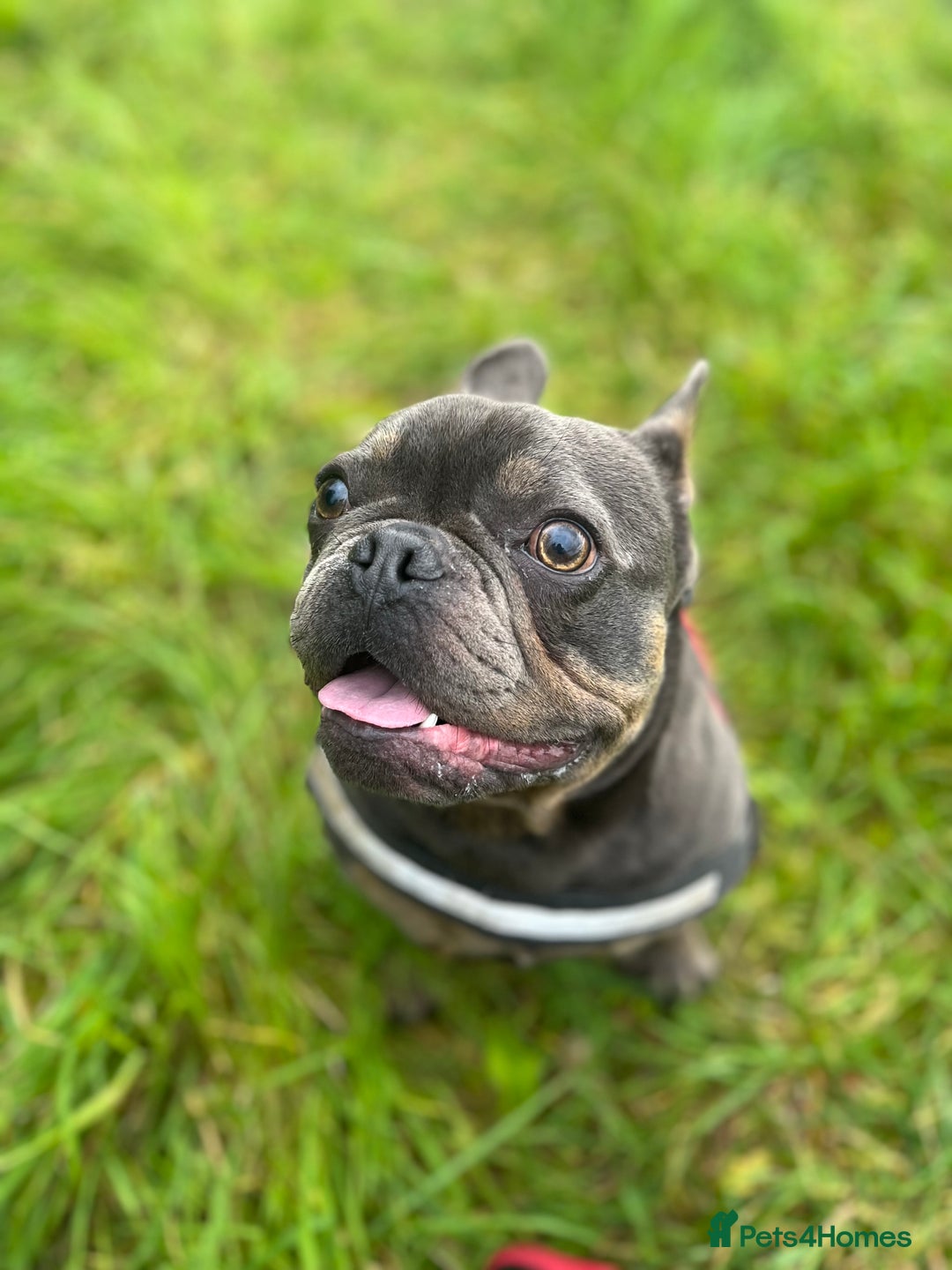 French Bulldog dogs for sale: 🐶🐾 Stanley 🐾🐶 the best companion  - Image 5