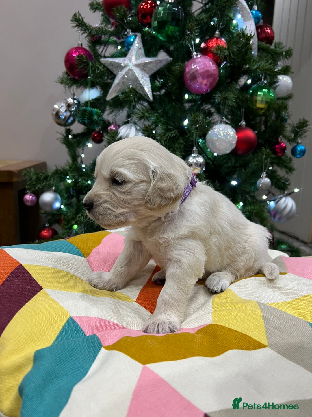 Golden Retriever dogs for sale:  Golden Retriever Puppies – KC Registered - Advert 8