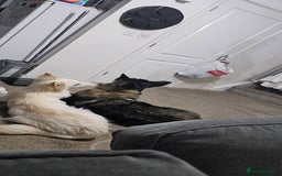 German Shepherd dogs for sale: ACE AND LUNA - Image 7