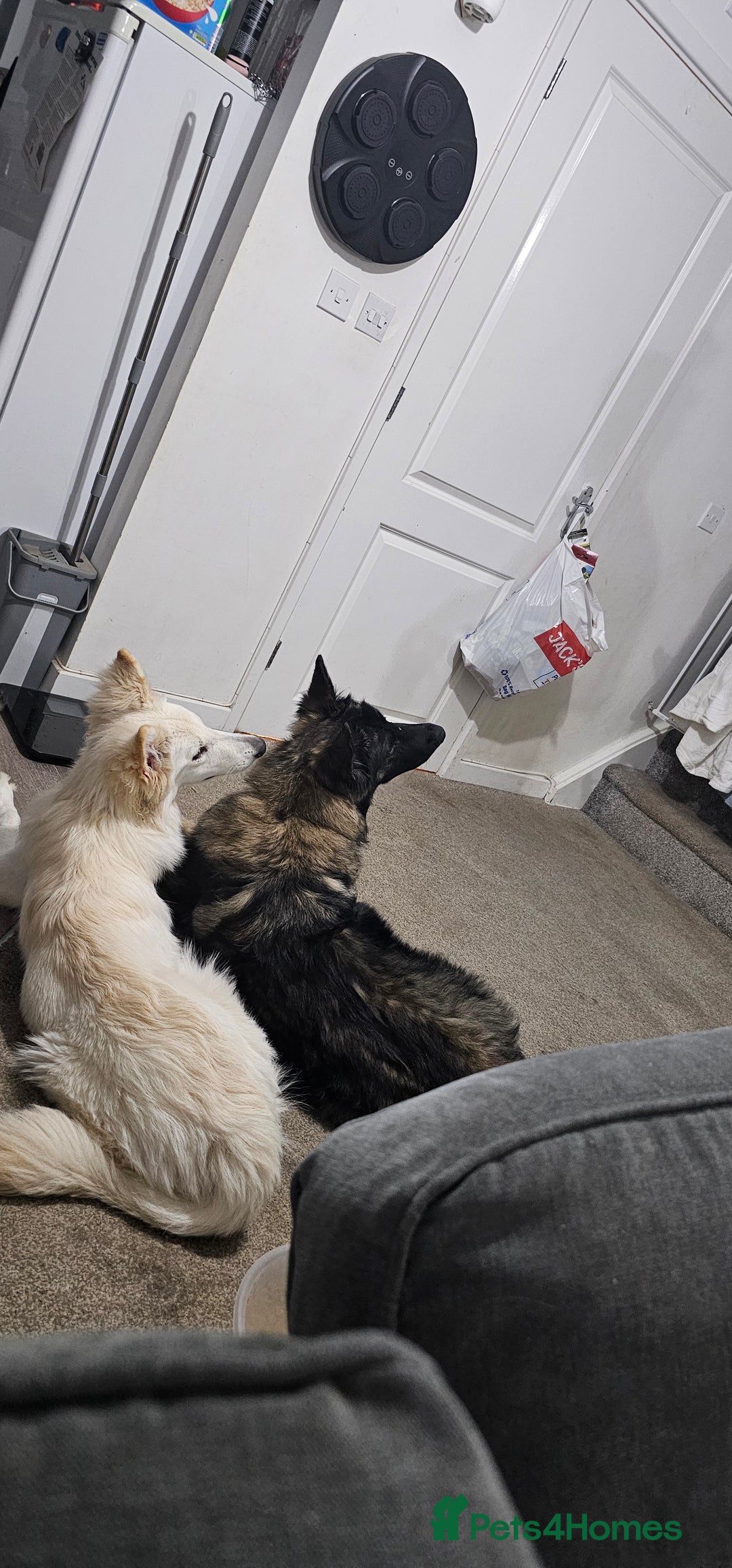 German Shepherd dogs for sale: ACE AND LUNA - Image 7